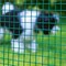 Garden Zone Garden Craft 36 in. H X 5 ft. L Steel Hardware Cloth 1/2 in. 273605 - alternate 5